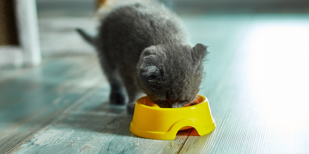 alimentation humide chaton