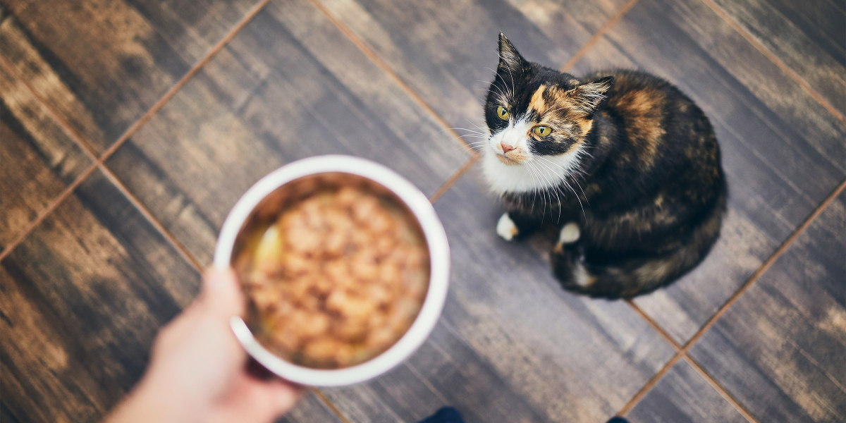 alimentation instinctive