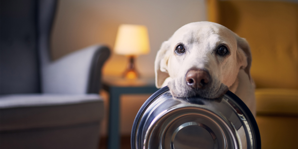 besoins nutritionnels fondamentaux du chien