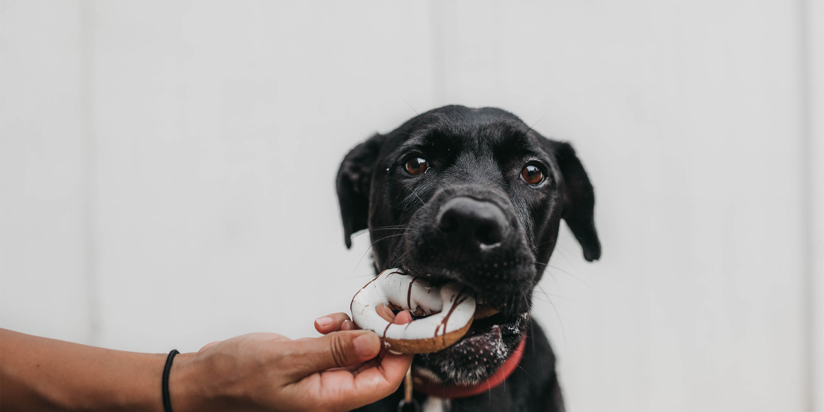 camylla-battani-JgdgKvYgiwI-unsplash