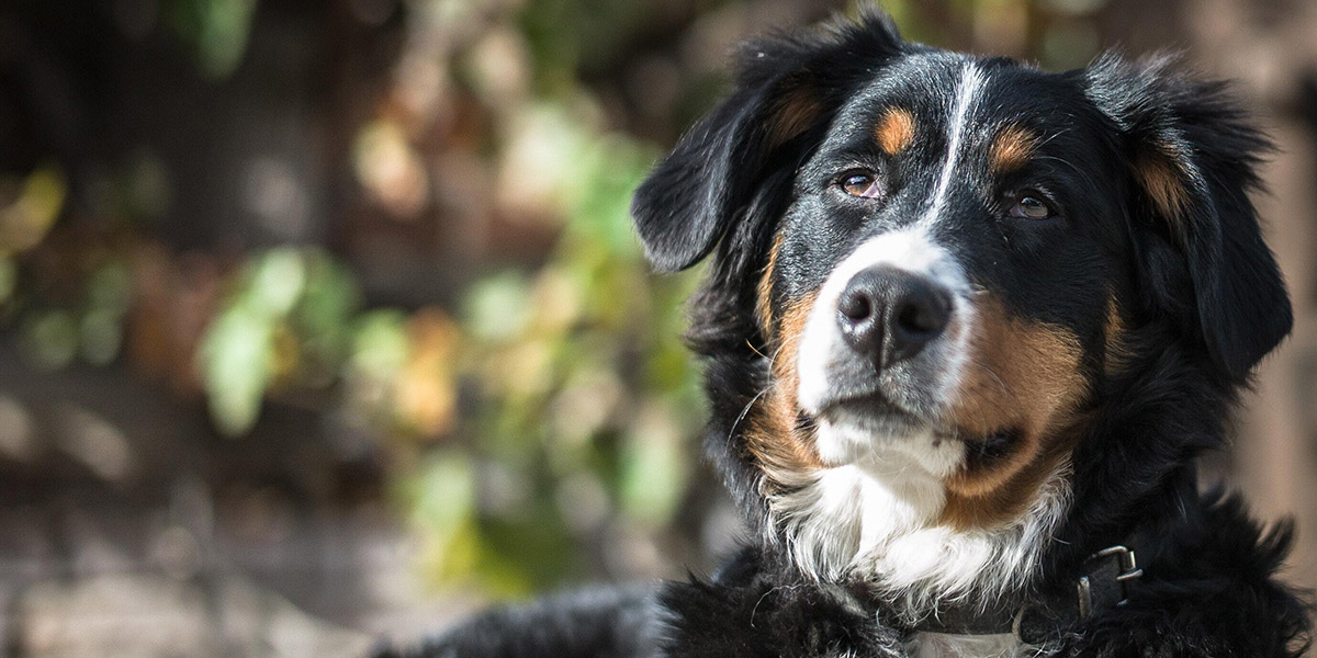 Croquettes ou pâtée