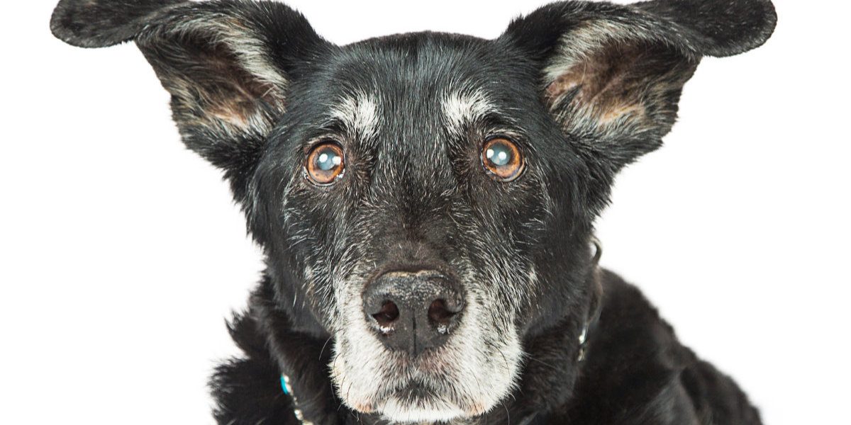 les-bienfaits-de-la-patee-pour-les-chiens-seniors