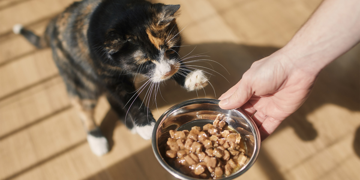 erreurs alimentaires chat